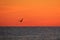 SIlhouette of a Pelican at Sunset