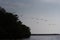 Silhouette of Pelicans flying over the Mexican jungle at Celestun, â€žRio Lagartos Biosphere Reserveâ€œ, Yucatan, Mexico