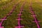 Silhouette of people and crosses fixed on the ground in honor of those killed by covid-19