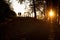 Silhouette of people in park at sunset