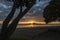 Silhouette of people walking on Milford beach, framed by Pohutukawa trees at sunrise, Auckland