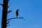 Silhouette of a perched heron.