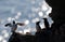 Silhouette of perched Razorbills on a cliff against bokeh background