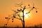 The silhouette of a persimmon tree under the golden sunset