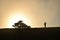 Silhouette of a person on a hilltop near a tree