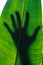 The silhouette of a person`s hand on a large waxy leaf as the su