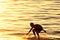 Silhouette of a person skimboarding at sunset.