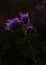 Silhouette of phacelia flower