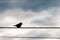 Silhouette photo of lonely sparrow sitting on electric line