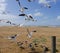 Silhouette and photos of birds flying