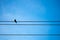 Silhouette pigeon on electric wire