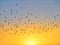 Silhouette of Pigeons flying against amazing sunset. Flying group of pigeons against yellowish sky background.