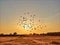 Silhouette of Pigeons flying against amazing sunset. Flying group of pigeons against yellowish sky background.