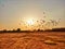 Silhouette of Pigeons flying against amazing sunset. Flying group of pigeons against yellowish sky background.