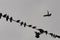 Silhouette pigeons perched on wire dull sky