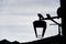 Silhouette of pigeons on the top of a vintage street light. Porto