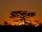 Silhouette of pine tree