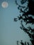 Silhouette of pine tree against full moon
