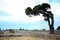 Silhouette of a pine tree, bent by the wind, excavations of Paestum, Campania, Italy