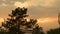 A silhouette of pine tree in the evening during the vibrant sunset