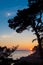 Silhouette of a pine tree in the sunset, channel sea in the background, Brittany, France
