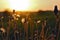 Silhouette plants flower against the setting sun