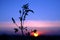 Silhouette plants flower against the setting sun