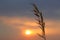 Silhouette plants flower against the setting sun