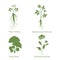 Silhouette of plants, vector illustration isolated white