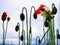 Silhouette poppies against a leaden sky