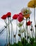 Silhouette poppies against a leaden sky with Tower Crane
