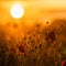 Silhouette Poppies and setting sun