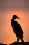 Silhouette of a portrait of Socotra cormorant during sunrise at Busaiteen coast of Bahrain