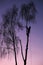 Silhouette of professional feller or arborist on ropes in evening between trees cutting down tree branches