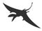 Silhouette Pterosaur dinosaur jurassic prehistoric animal black