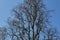 Silhouette of Quercus robur fastigiata tree