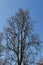 Silhouette of Quercus robur fastigiata tree