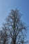 Silhouette of Quercus robur fastigiata tree