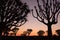 Silhouette of a quiver trees ,Aloe dichotoma, at orange sunset with carved branches on against the sun looking like a