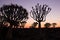 Silhouette of a quiver trees ,Aloe dichotoma, at orange sunset with carved branches on against the sun looking like a