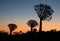 Silhouette of a quiver trees ,Aloe dichotoma, at orange sunset with carved branches on against the sun looking like a