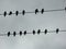 Silhouette of ravens on a telephone wire