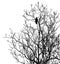 Silhouette ravens on tree