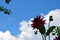 The silhouette of a red Dahlia in close-up against the sky and white clouds. Beautiful summer landscape. Flowering shrubs