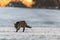 Silhouette  of the Red Fox Vulpes vulpes on meadow covered with snow