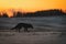 Silhouette  of the Red Fox Vulpes vulpes on meadow covered with snow