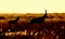 Silhouette of a red hartebeest and calf