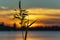 Silhouette of a reed plume with a spider hanging from a leaf during a beautiful sunset over lake Zoetermeerse Plas