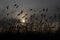 Silhouette of reeds against the sky