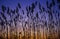 Silhouette of reeds in marsh at sunset, Delaware Bay, DE